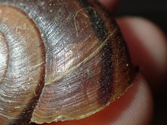 Helminthoglypta phlyctaena