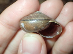 Helminthoglypta phlyctaena