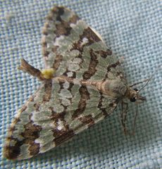 Hydriomena speciosata