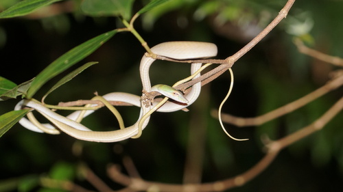 Ahaetulla prasina