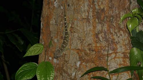 Gekko gecko