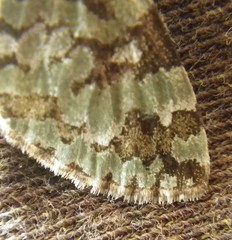 Hydriomena speciosata