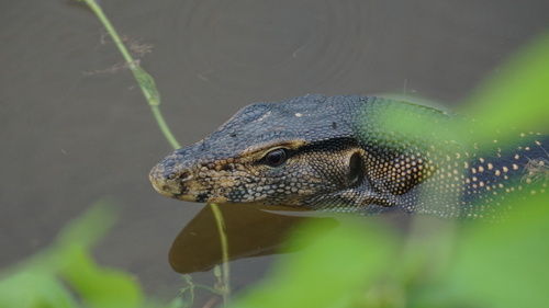Varanus togianus