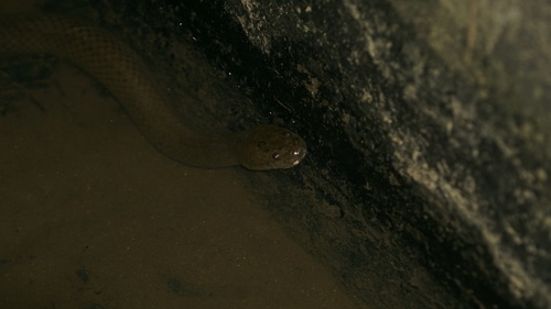 Hypsiscopus plumbea