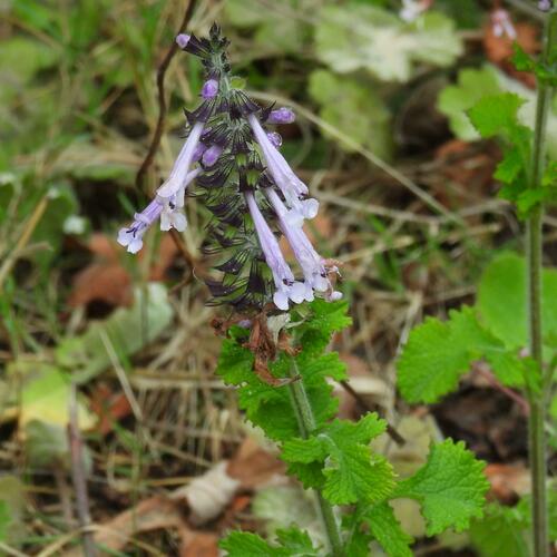 Salvia scabra, photograph 6