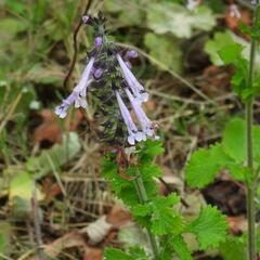 Salvia scabra, photograph (c) Henry de Lange, some rights reserved (CC BY)