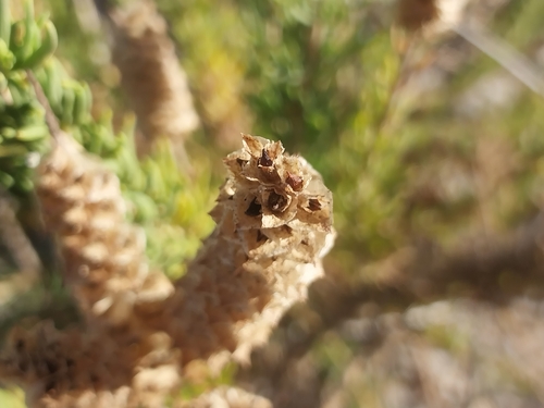 Image of Microdon capitatus by (c) De Waal Hugo, some rights reserved (CC BY)
