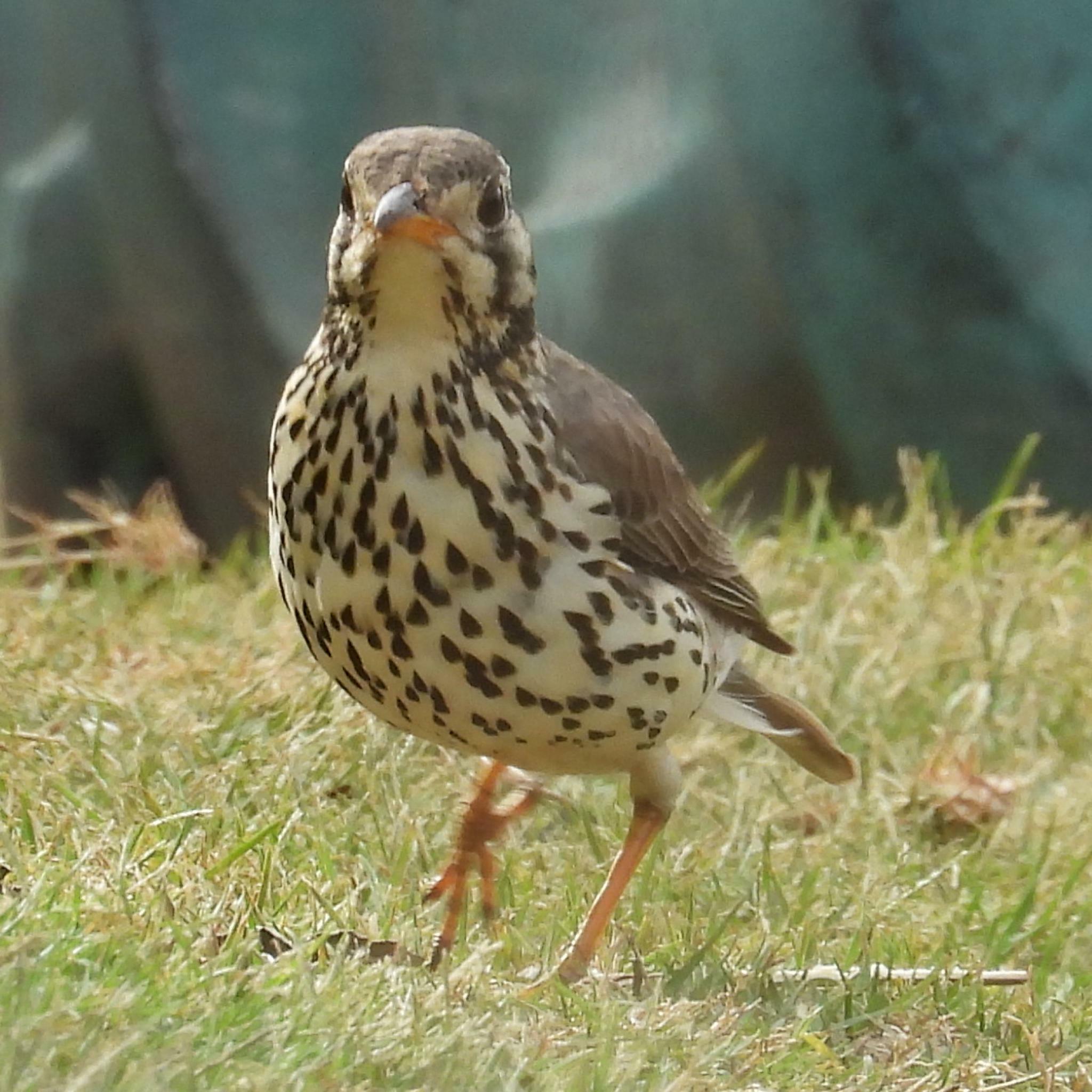 Groundscraper Thrush illustration