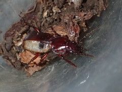 Pterostichus miscellus