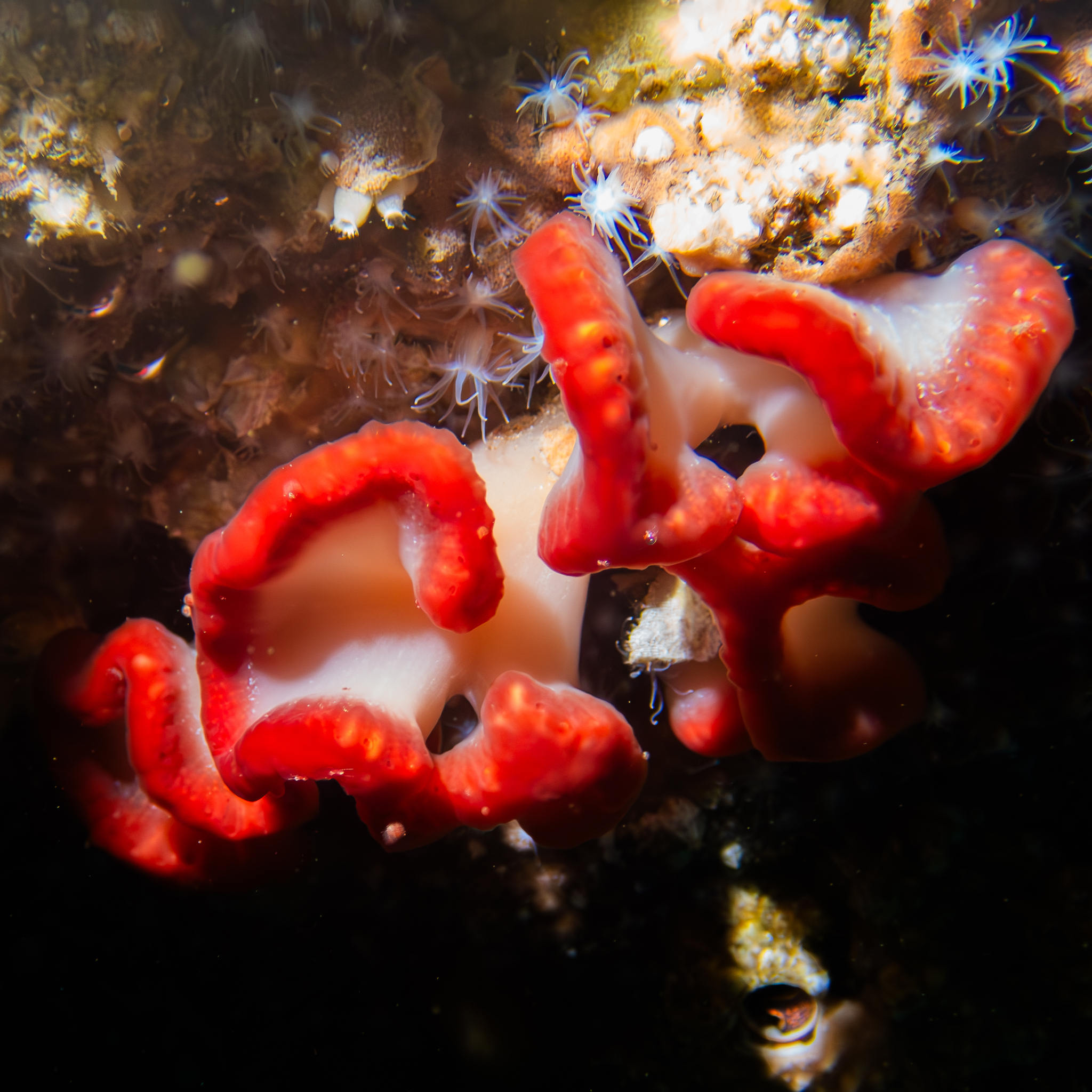Sycozoa cerebriformis (Quoy & Gaimard, 1834)
