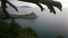 Pinus brutia pityusa