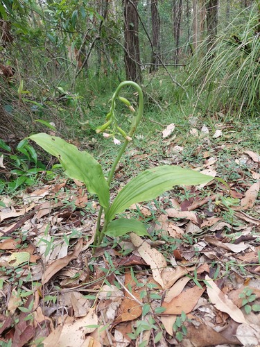 Geodorum densiflorum iNat (3)