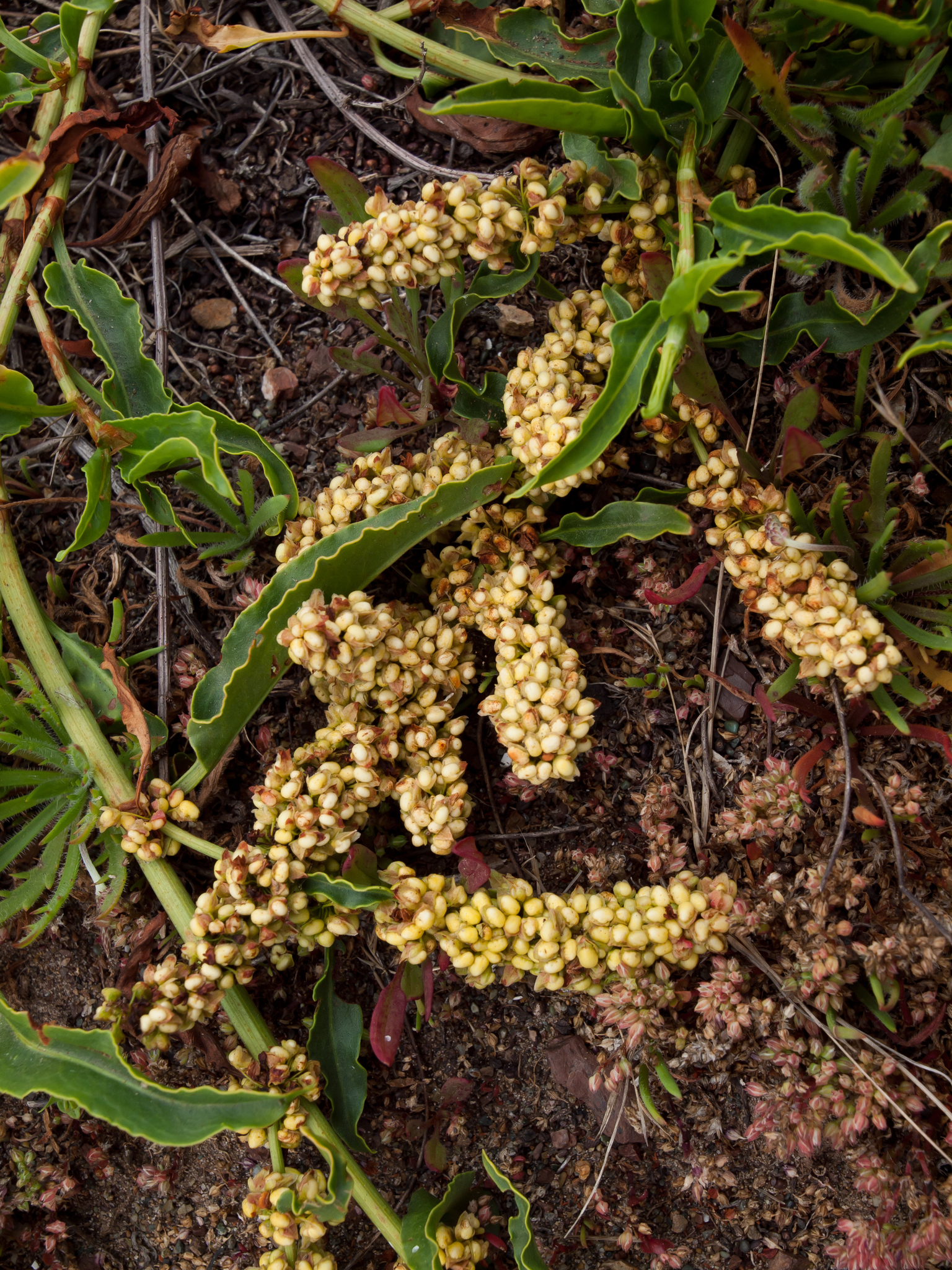 Rumex crassus