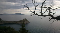 Pinus brutia pityusa