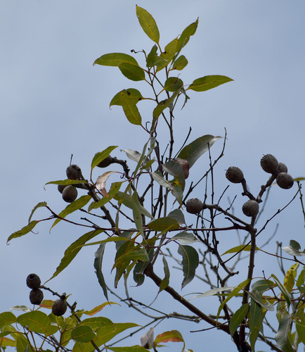 Corymbia abergiana, 2024-12-15