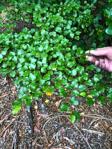 Nothofagus fusca