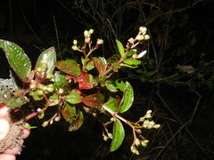 Aciotis acuminifolia