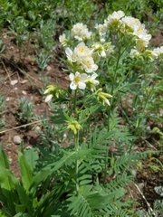 Polemonium foliosissimum