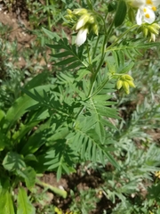 Polemonium foliosissimum