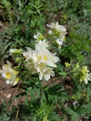 Polemonium foliosissimum
