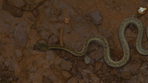 Psammodynastes pulverulentus