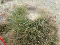 Pale Tussock Grass (Chionochloa pallens)