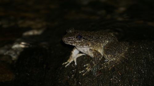 Limnonectes grunniens