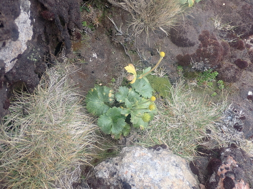 Image of Ranunculus nivicola by (c) Paul Bell-Butler, some rights reserved (CC BY)