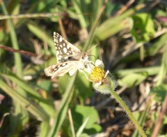 Spialia