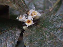 Cordia nodosa