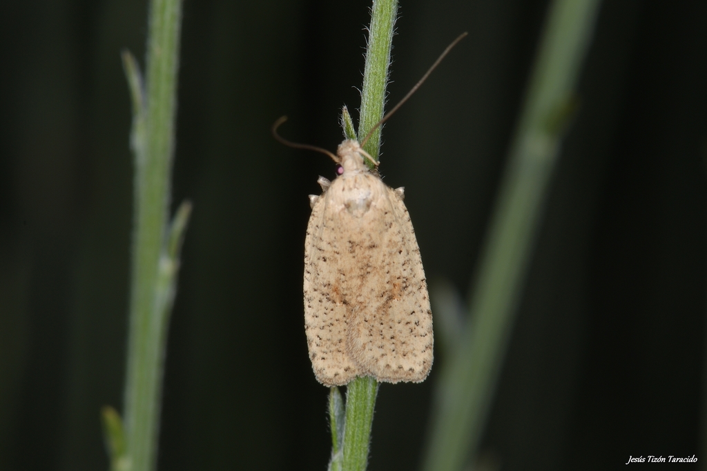 Broom shoot moth