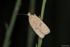 Agonopterix assimilella