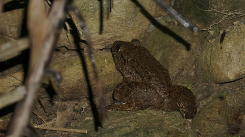 Limnonectes paramacrodon