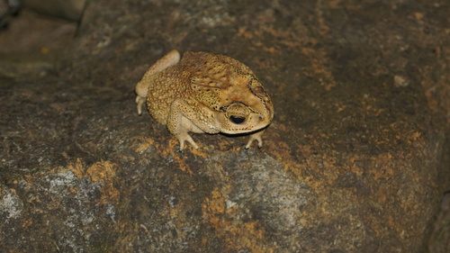 Duttaphrynus melanostictus