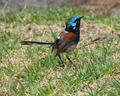 Red-Winged Fairywren photo 3
