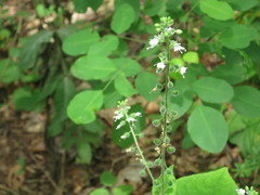 Circaea cordata