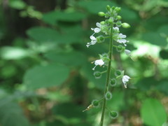 Circaea cordata