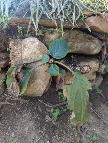 Bergenia pacumbis (Bergenia pacumbis)