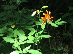 Lilium distichum