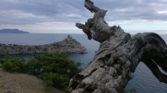 Pinus brutia pityusa