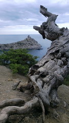 Pinus brutia pityusa