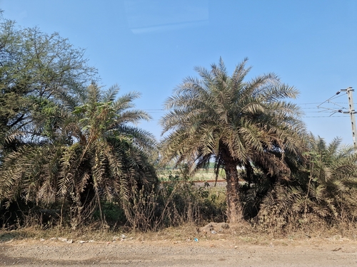 Phoenix sylvestris