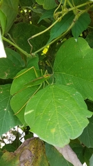 Tettigonia orientalis