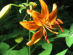 Lilium distichum