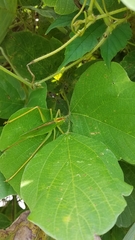 Tettigonia orientalis