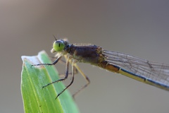 Ischnura pruinescens