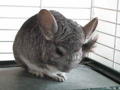 Chinchilla lanigera