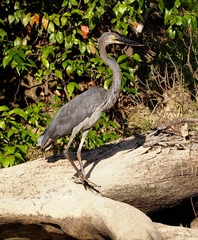 Ardea sumatrana