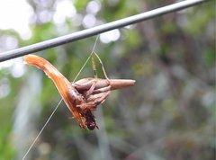 Cyphalonotus