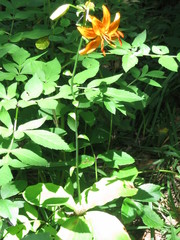 Lilium distichum